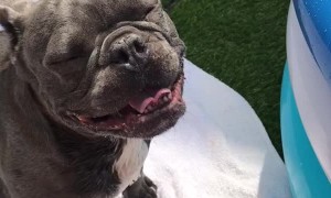French Bulldog Totally Loses Mind Over Brand New Pool