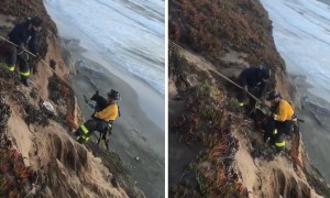 Labrador Rescued From Cliff Edge in San Francisco
