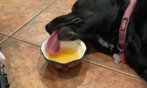 When The Soup Starts Tasting Like a Nap