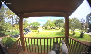 Delivery Man Evades Dogs on Deck