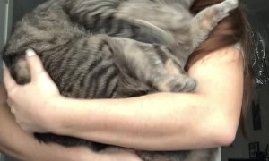 Kitties Claw Their Way Out of a Cuddle