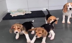 A Bunch of Beagles Dance with Broom