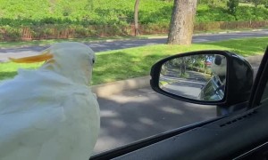 Bird Enjoys Feeling the Wind in Its Feathers