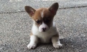 Puppy Attempts To Climb Steps For First Time