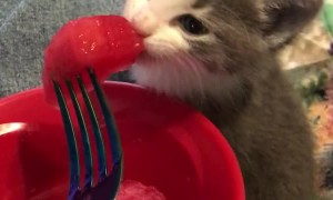 Kitten Munches on a Watermelon