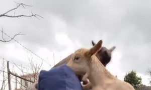 Baby Goats Help Out with Workout Routine