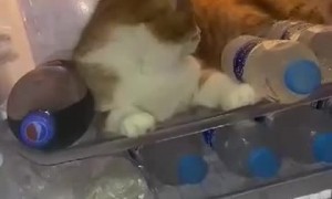 Stubborn Kitty Wants to Stay Cool