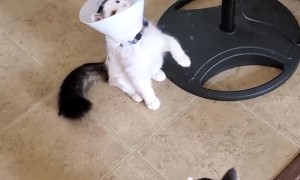 Ball Bounces into Cat Cone