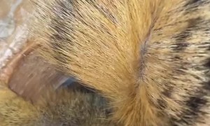 Squirrel Needs Help Getting Back Out