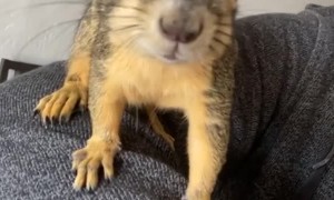 Friendly Squirrel Climbs over Clinician