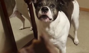 Dog Makes Funny Sounds For Treat