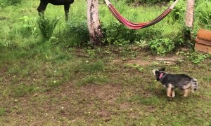 Moose Chases Playful Dog around Trees