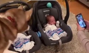Husky finally meets twin babies after 55 days in the NICU