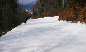 Skiing with a Bear on the Slopes