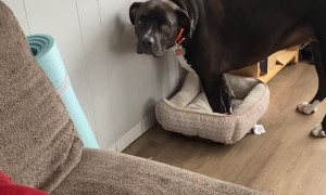 Cat Shows Who's Boss of the Beds