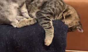 Cute Kitten Siblings Love to Cuddle