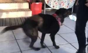 Chocolate Lab Doesn't Like Masks