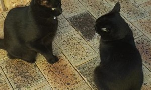 Cute Cats Turn Cranky