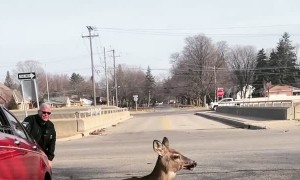 Tow Truck Lifts Car Off Trapped Deer