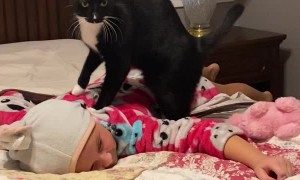 Mittens the Cat Gives Professional Level Massages