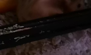 Transport System for Hamster