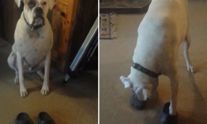 Dog Hilariously Puts On Pair Of Crocs And Walks Around