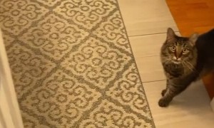 How to Find Your Cat