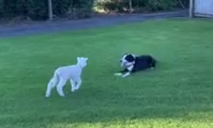 Dog And Lamb Are Best Friends And It's Adorable