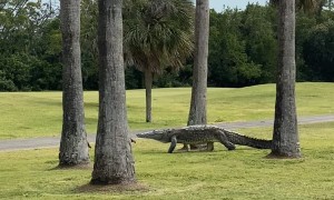 Enormous Crocodile Walks through Golf Course