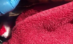 Wild Owl Rescued from Glue Trap