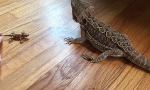 Bearded Dragons Tries to Eat Toy Bearded Dragon