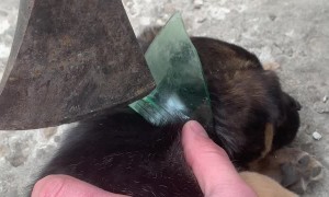 Puppy Set Free From Glass Jar