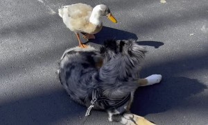 Doggy Rolls Over to Play With Duck