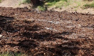 Greenough River Finally Flows After Three Years