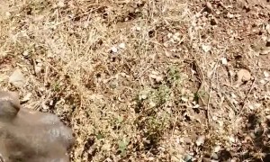 Man Forced into Tree After Hippo Charge
