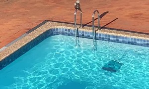 Kookaburra Takes a Bath in Backyard Pool