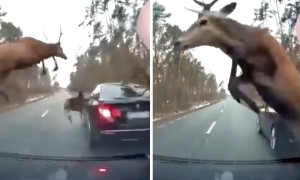 Cars caught in the middle of an epic deer stampede