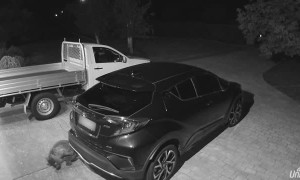 Wombat Uses Car as Scratching Post