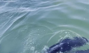 Dolphin Shows of Her Calf to Dolphin Feeding Cafe