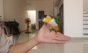 Parrot Turns Fingers into Playground