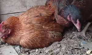 Chickens Hide Eggs So They Wont Be Eaten