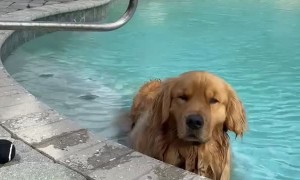 Doggy Doesn't Want to Get Out of Pool