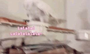 Sidney the Singing Cockatoo