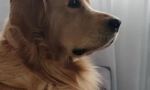 Golden Retriever impressed with TV show, can't stop watching