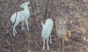 Rare Sighting of Twin Albino Deer
