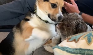 Pup Being Gentle with His Older Brother