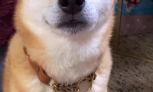 Shiba Inu Is Quite the Drama Actor