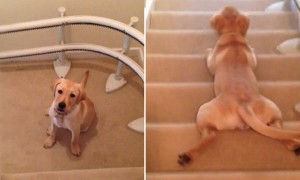 Dog Has Unique Way To Slide Down The Stairs