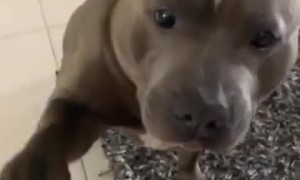 Pit Bull gentle takes a nibble of favorite cheese snack