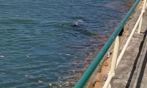 Seal Shows Off in Mosman Bay